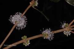 Memecylon flavescens